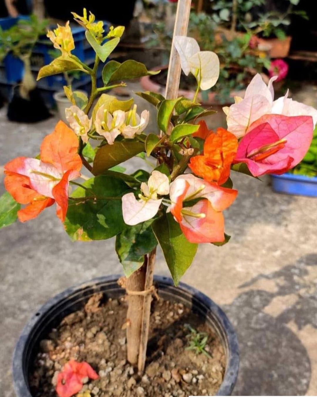 Royal Maharani Bougainvillea Plant Flower Plant Grafted (Height 1-1.5 Feet)