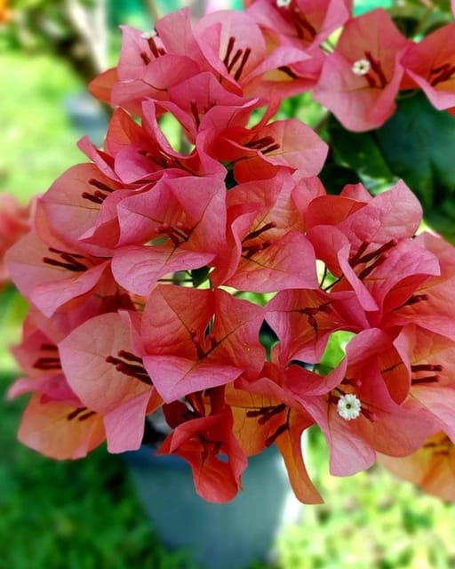 Nescafe Bougainvillea Plant Flower Plant Grafted (Height 1-1.5 Feet)