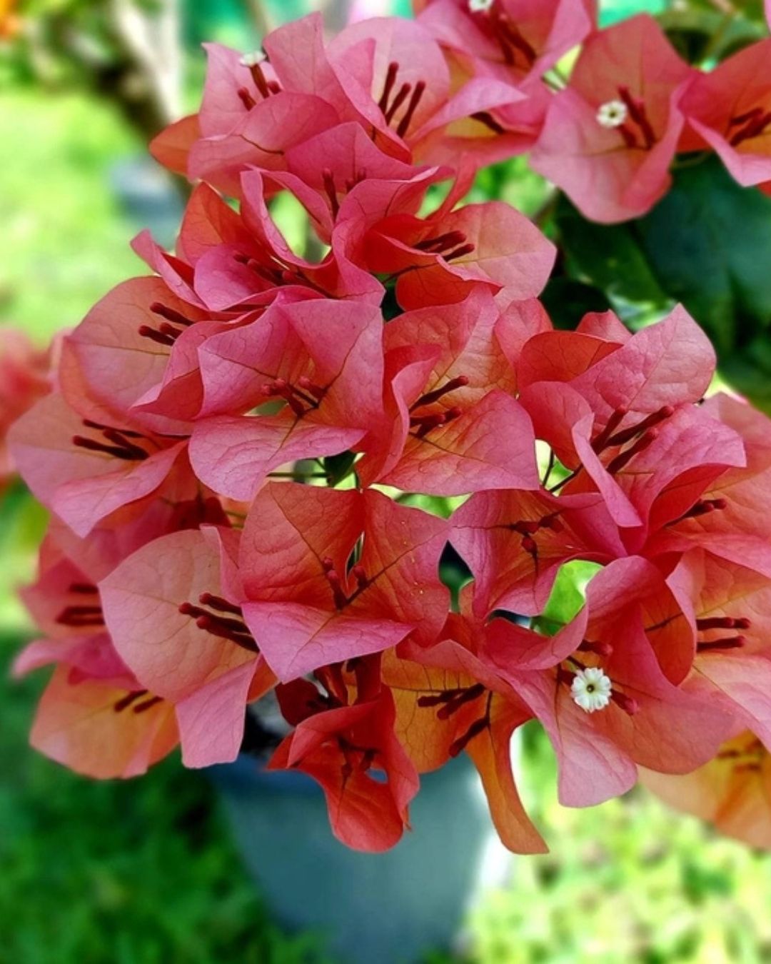 Nescafe Bougainvillea Plant Flower Plant Grafted (Height 1-1.5 Feet)