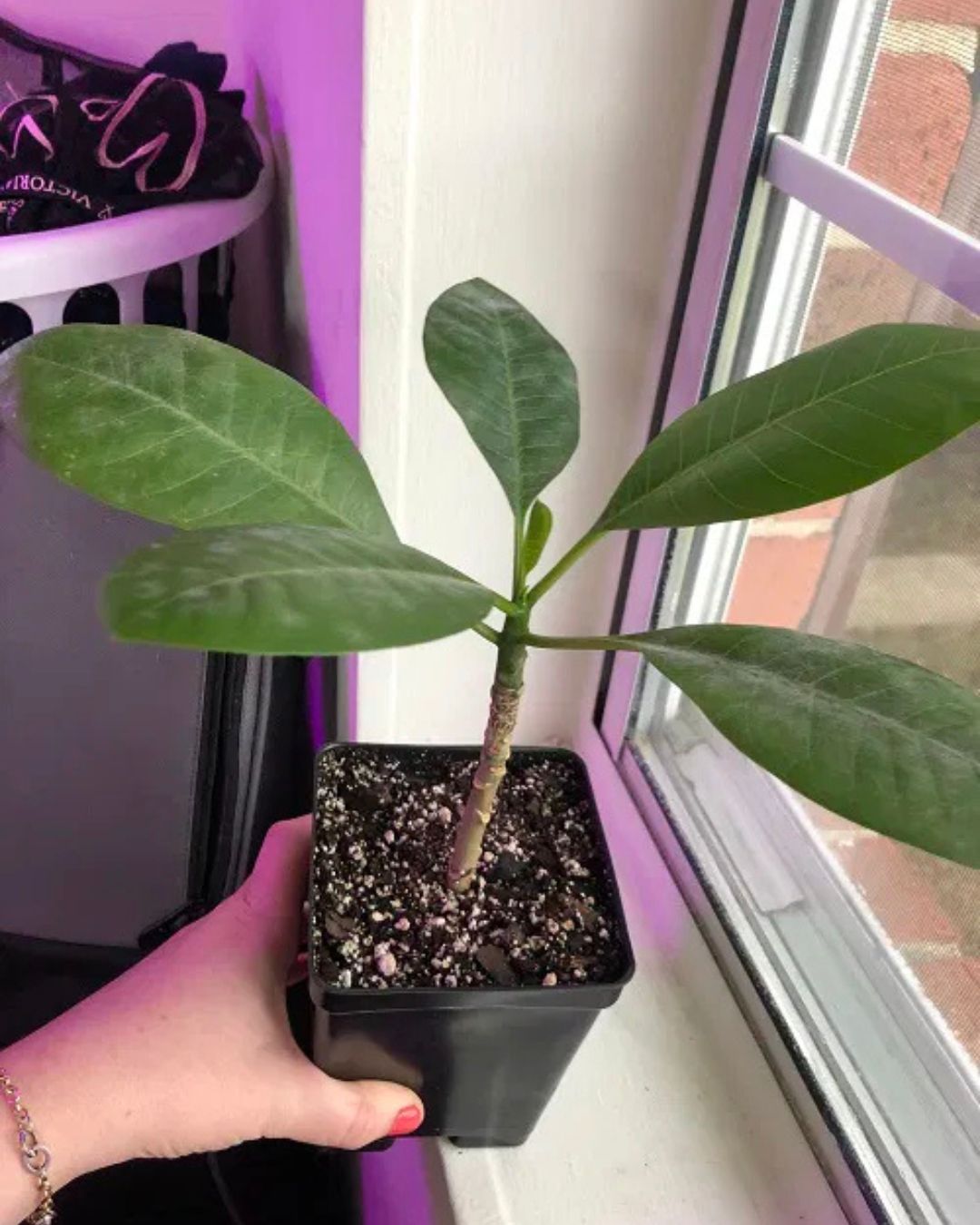 Plumeria (Frangipani / Champa) Plant Flower Plant Grafted (Height 1-1.5 Feet)