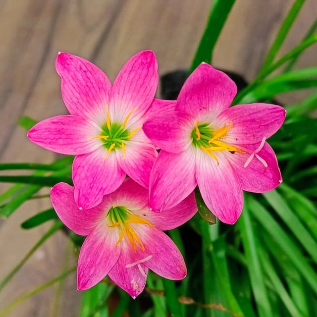 Rain Lily (Hybrid) Plant Flower Plant Grafted (Height 1-1.5 Feet)