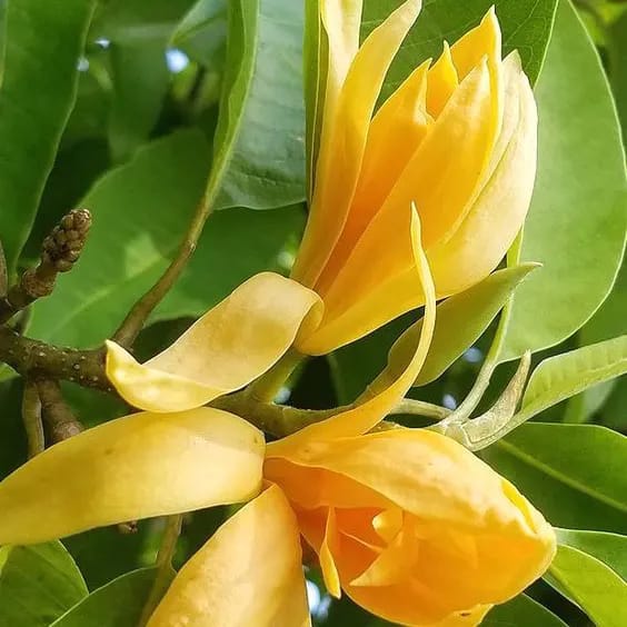 Sorno Champa (Golden Champa) Plant Flower Plant Grafted (Height 1-1.5 Feet)