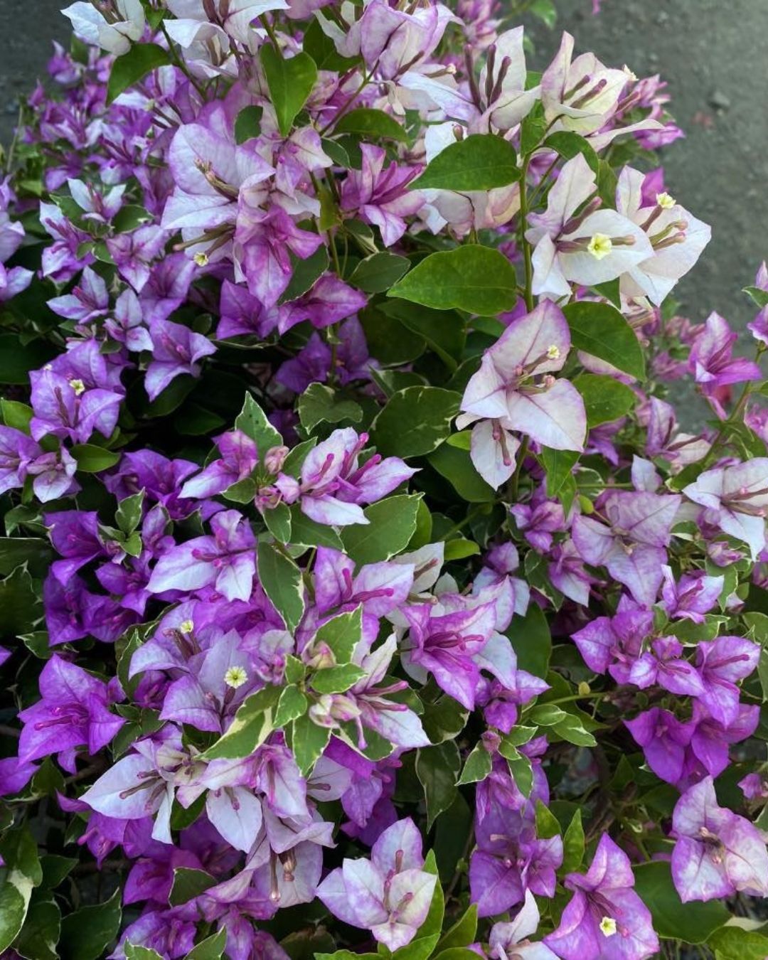 Splash Bougainvillea Plant Flower Plant Grafted (Height 1-1.5 Feet)