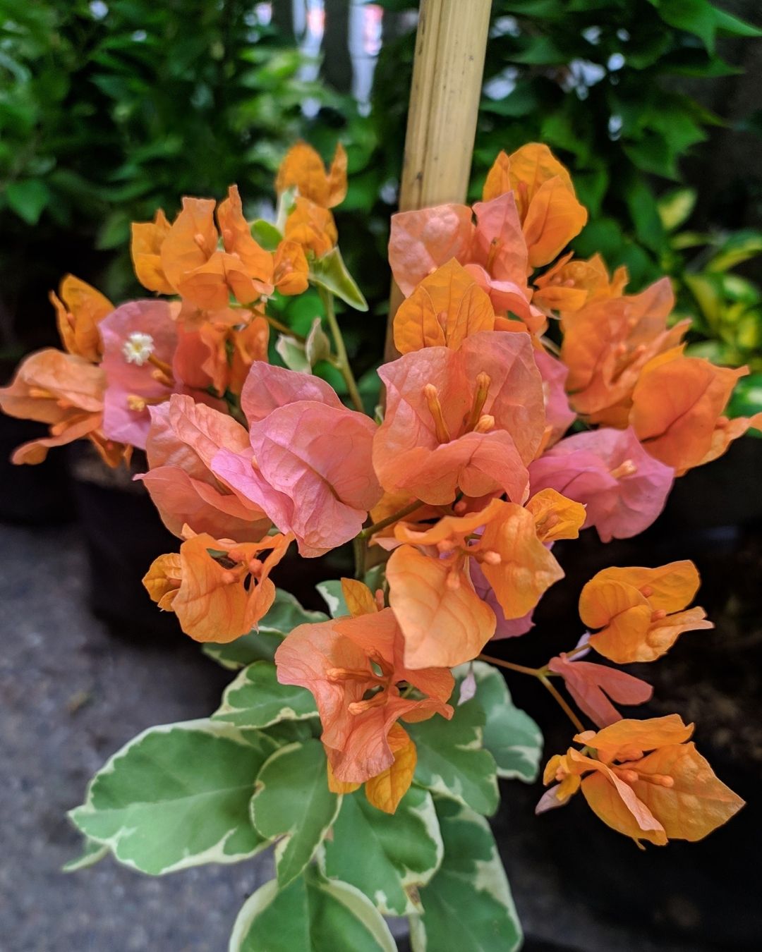Sunset Orange Bougainvillea Plant Flower Plant Grafted (Height 1-1.5 Feet)
