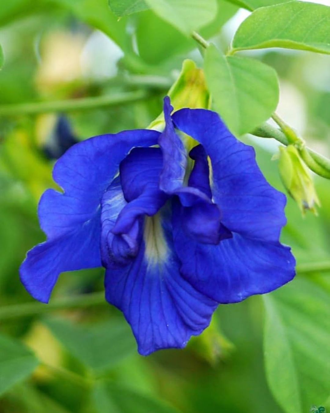 Double Aparajita (Royal) Plant Flower Plant Grafted (Height 1-1.5 Feet)