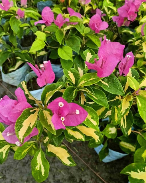 Thima Bougainvillea Plant Flower Plant Grafted (Height 1-1.5 Feet)