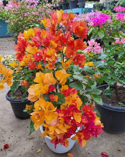Gislenus Adarna Bougainvillea Plant Flower Plant Grafted (Height 1-1.5 Feet)