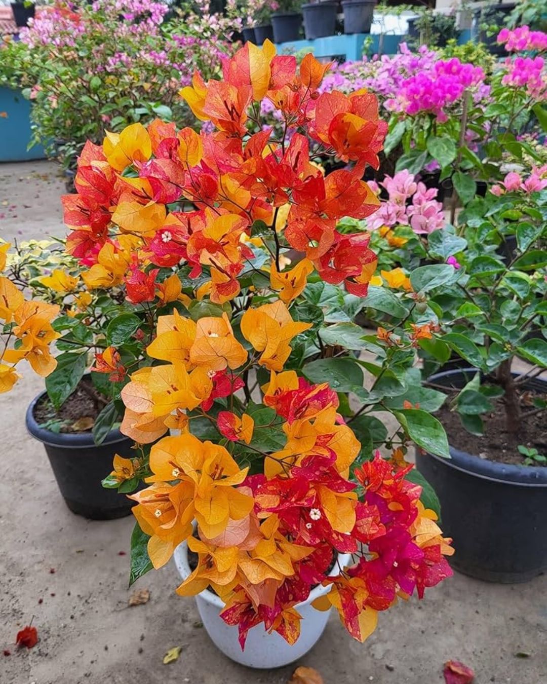 Gislenus Adarna Bougainvillea Plant Flower Plant Grafted (Height 1-1.5 Feet)