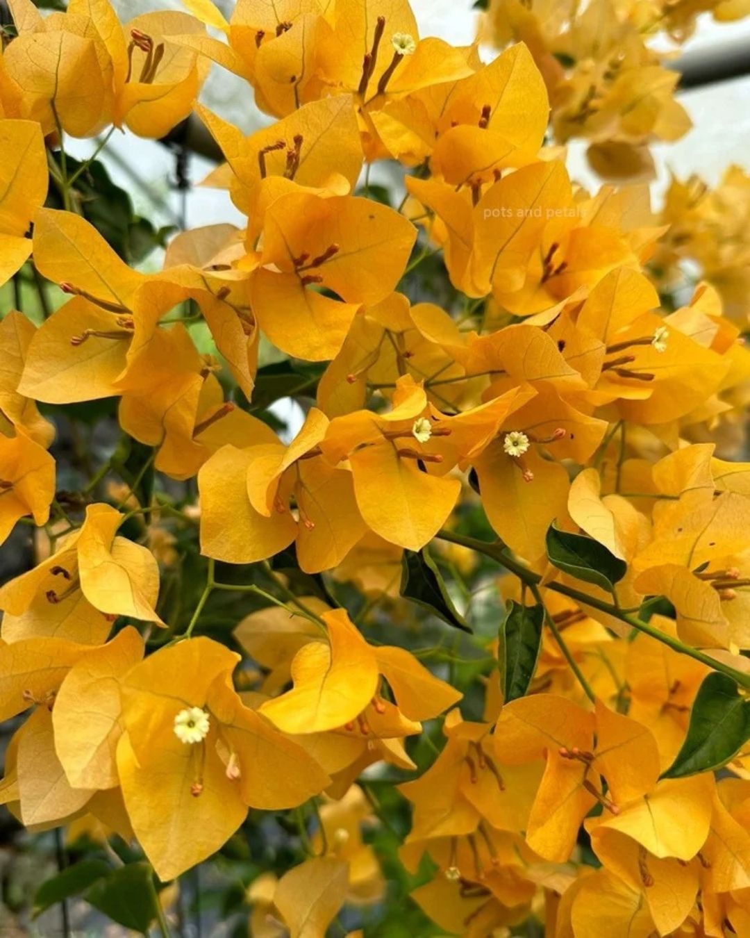 Snow Yellow Bougainvillea Plant Flower Plant Grafted (Height 1-1.5 Feet)