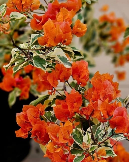 Thima Orange Bougainvillea Plant Flower Plant Grafted (Height 1-1.5 Feet)