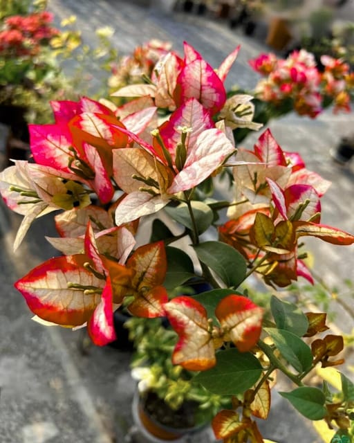 Wajid Red Bougainvillea Plant Flower Plant Grafted (Height 1-1.5 Feet)