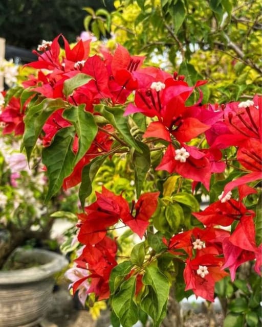 Flame Bougainvillea Plant Flower Plant Grafted (Height 1-1.5 Feet)