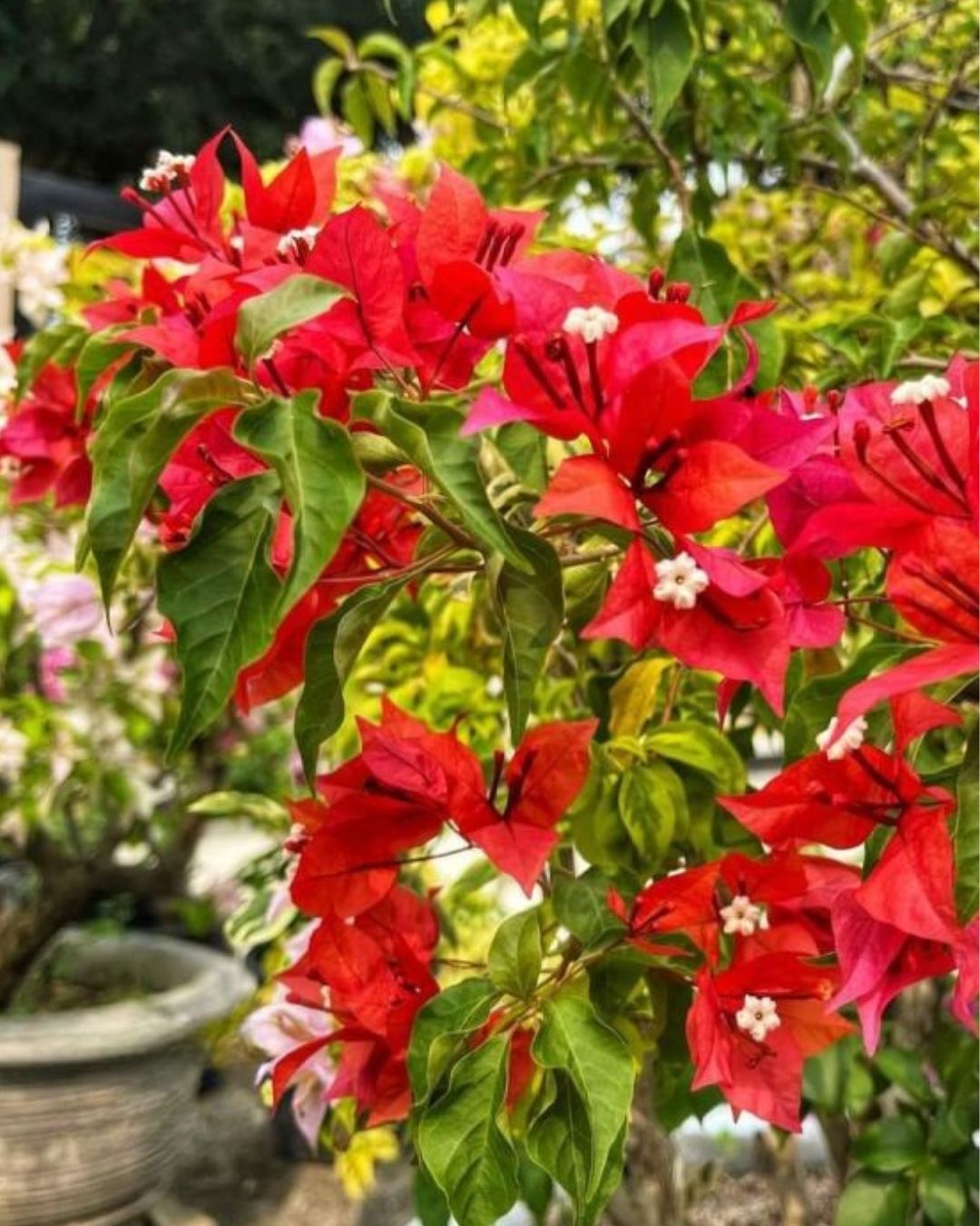Flame Bougainvillea Plant Flower Plant Grafted (Height 1-1.5 Feet)