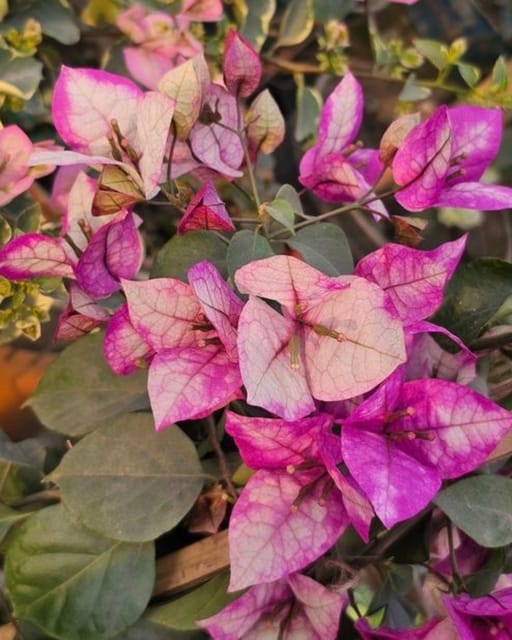 Wajid Ali Sha Bougainvillea Plant Flower Plant Grafted (Height 1-1.5 Feet)