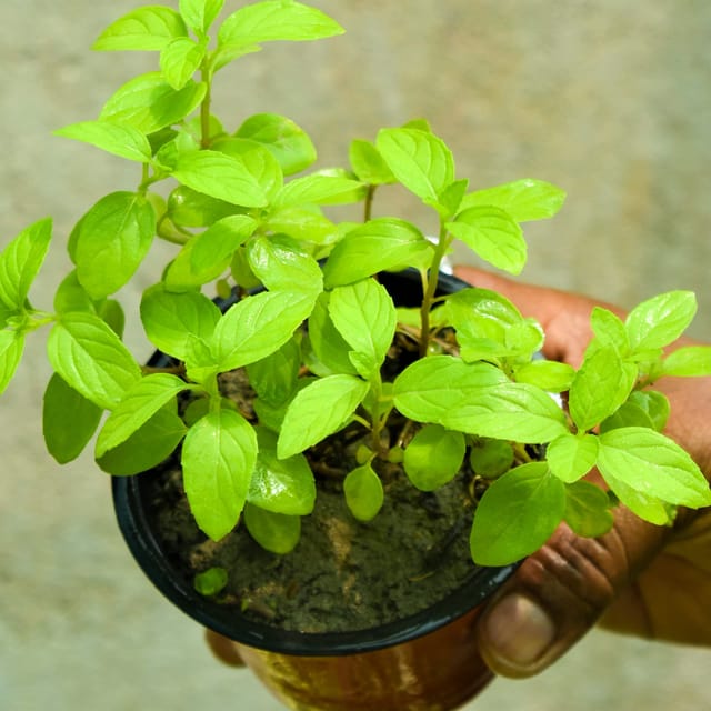 Tulsi Plant for Home Flower Plant Grafted (Height 1-2.5 Feet) Tulsi Plant for Home Flower Plant Grafted (Height 1-2.5 Feet)