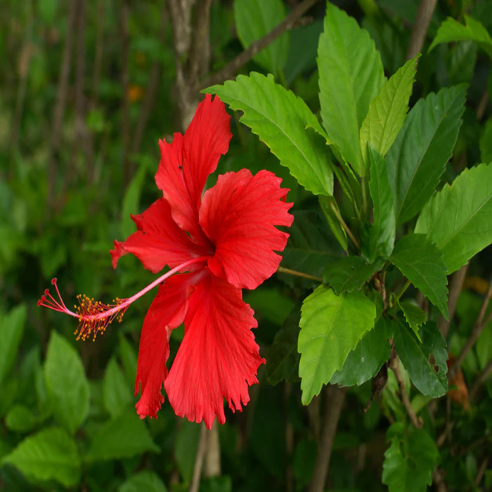 Red Hibiscus Plant Flower Plant Grafted (Height 3-6 Feet)