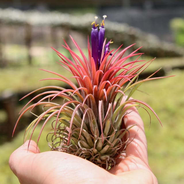 Red Tillandsia Ionantha | Air Plant | Natural decorative Beauty| (1 Piece)