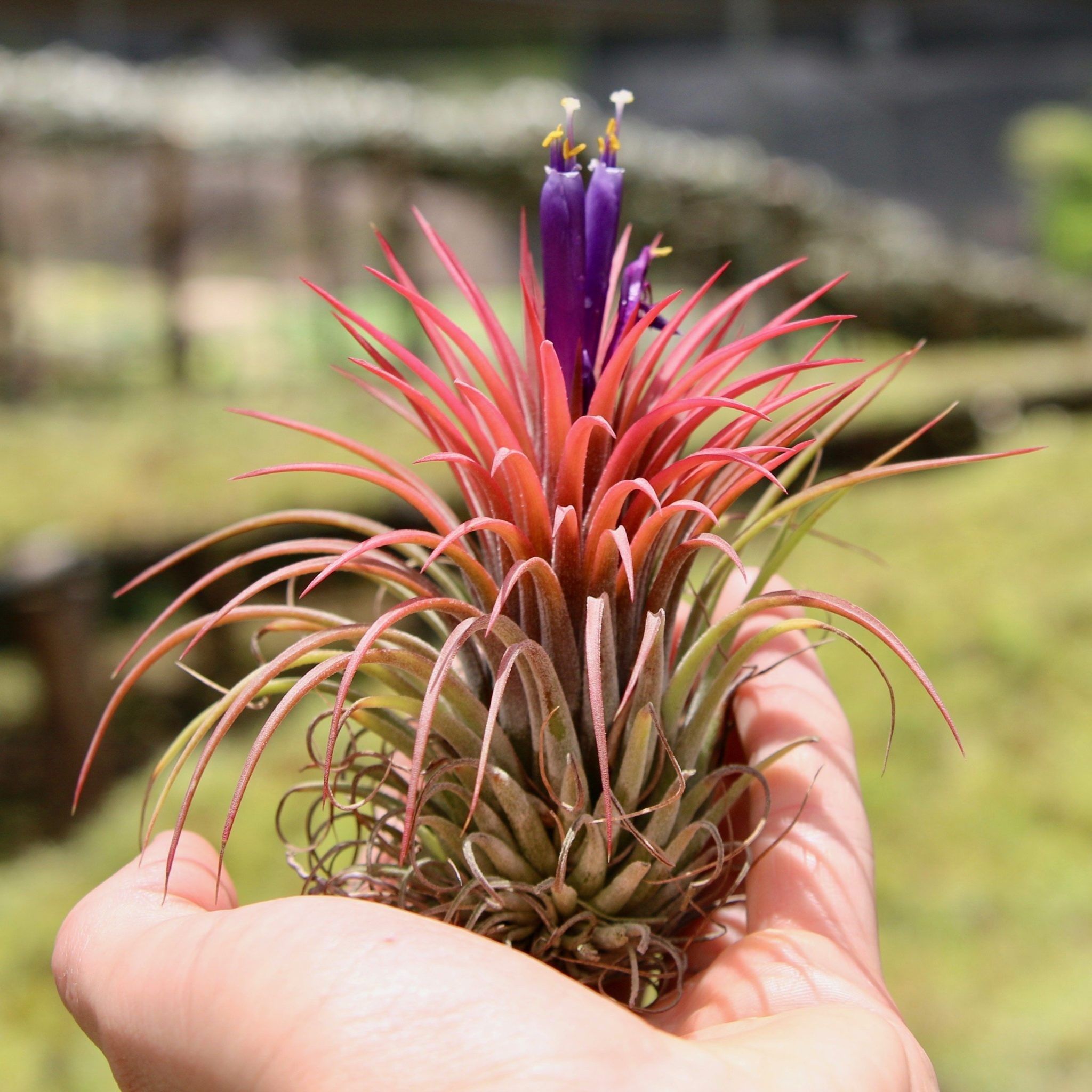 Red Tillandsia Ionantha | Air Plant | Natural decorative Beauty| (1 Piece)
