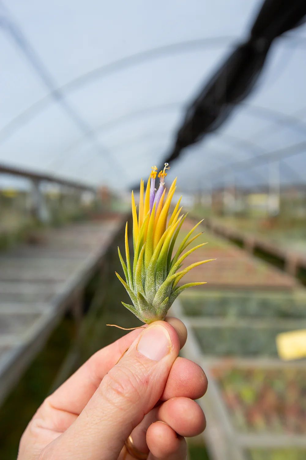 Yellow Tillandsia Ionantha | Air Plant | Easy Care Indoor Plant | ( 1 Piece)