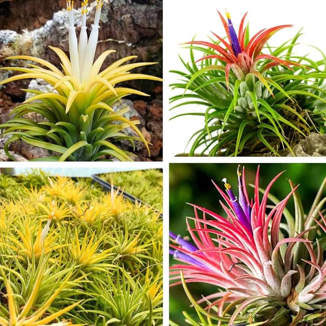 Red & Yellow Tillandsia Ionantha Air Plant Combo | ( 2 Pcs)