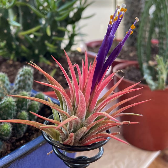 Red Tillandsia Air Plant Combo | Set of 2 Pcs
