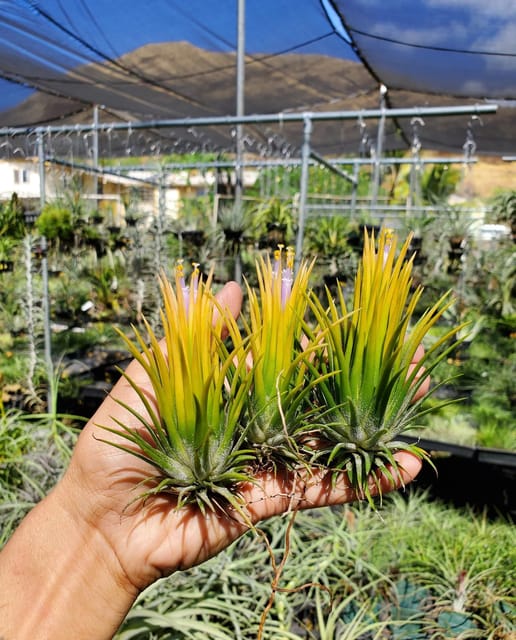 Tillandsia Ionantha Yellow color Air Plant Combo ( 2 pcs)