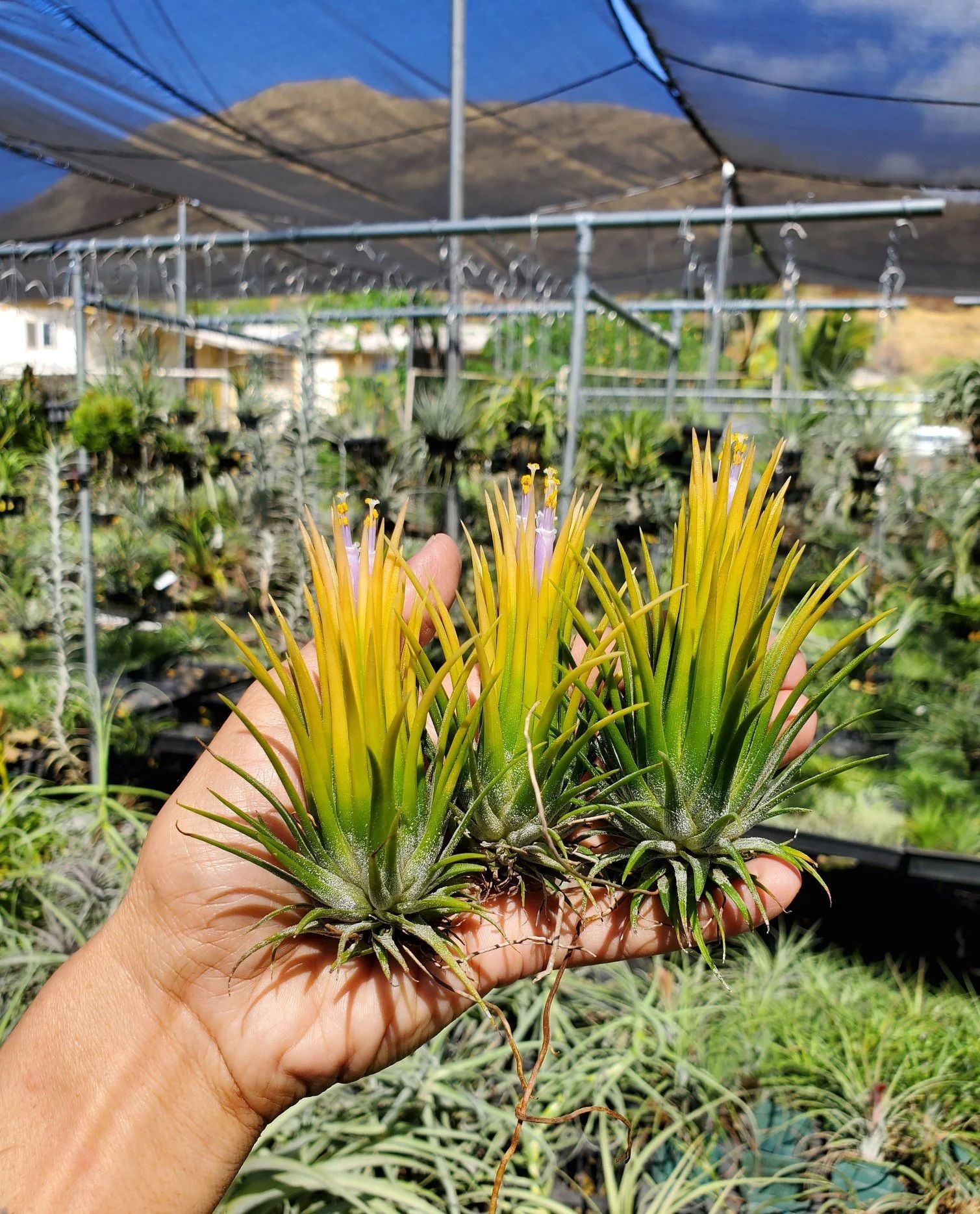 Tillandsia Ionantha Yellow color Air Plant Combo ( 2 pcs)