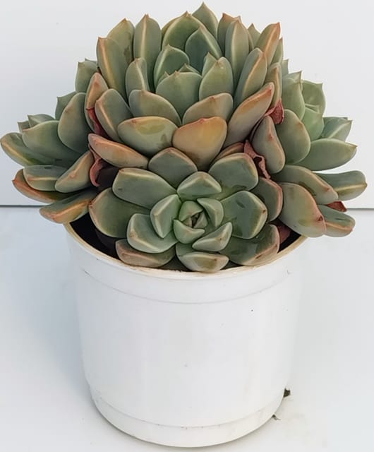 Phulwari Echiveria Succulent Plant Barerooted