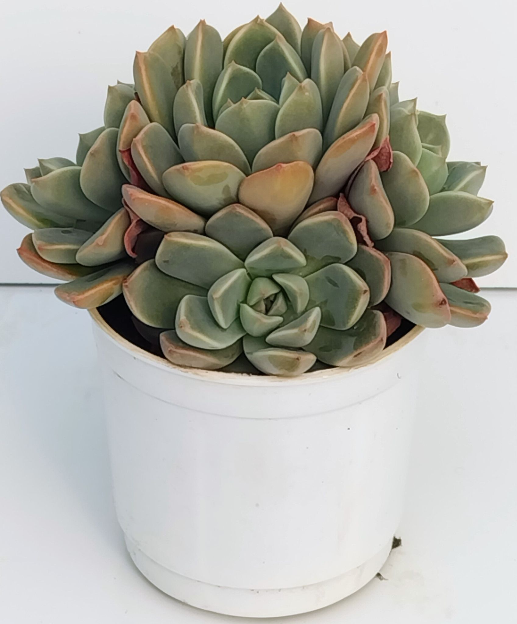 Phulwari Echiveria Succulent Plant Barerooted