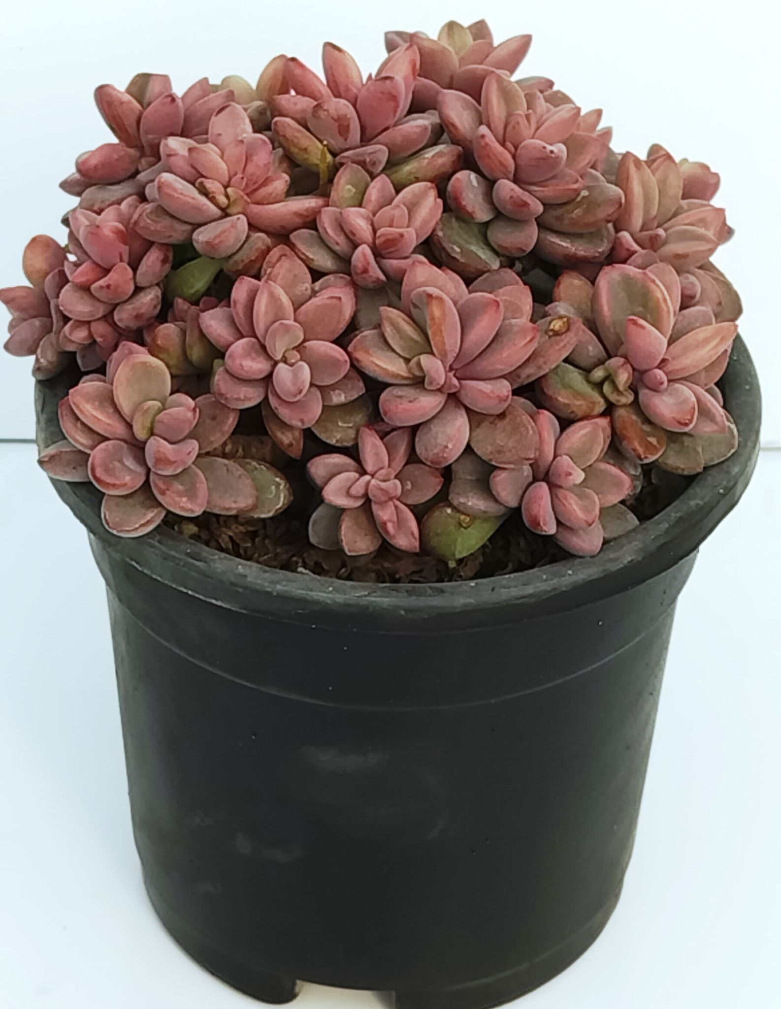 Phulwari Echiveria Rezry Succulent Plant Barerooted