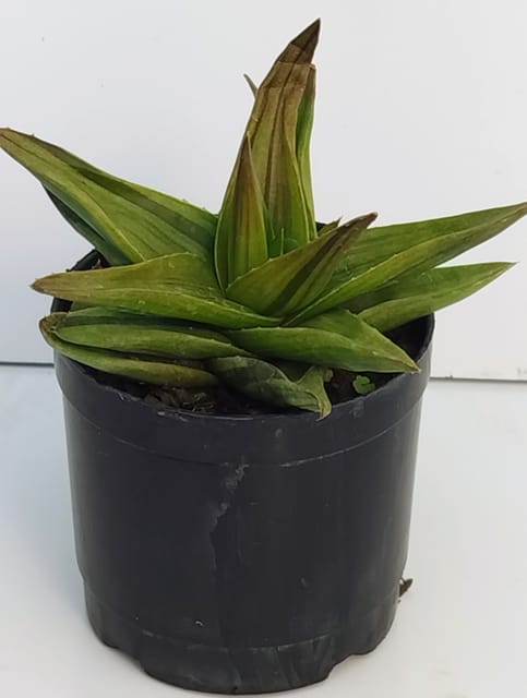 Phulwari Alworthia ‘Black Gem' Succulent Plant Barerooted