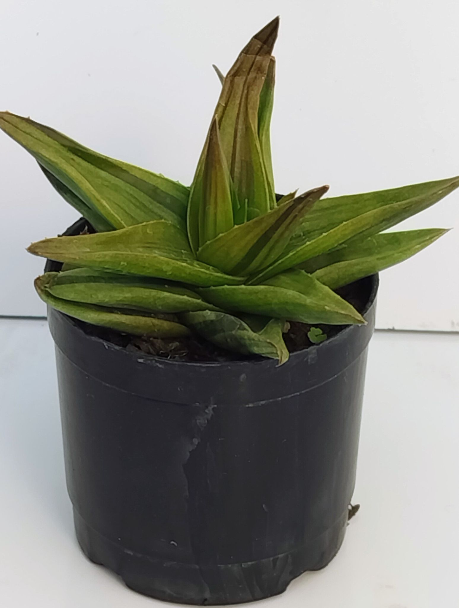 Phulwari Alworthia ‘Black Gem' Succulent Plant Barerooted