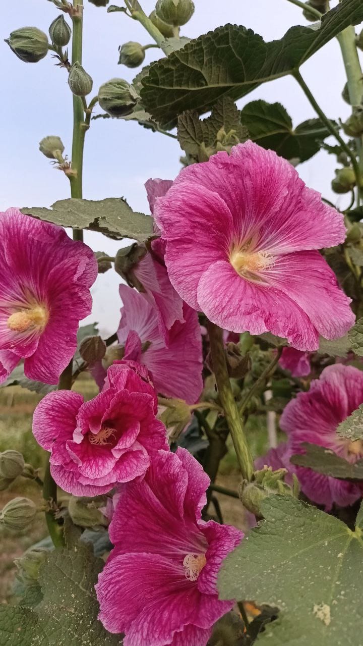 Hollyhock Flower Seeds (50+ seeds)