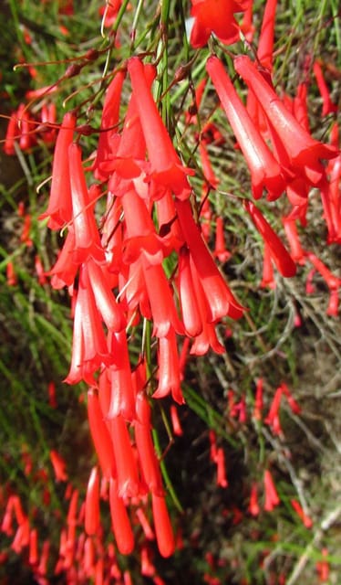 Firecracker Plant (Russelia Equisetiformis)