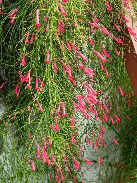 Firecracker Plant (Russelia Equisetiformis)
