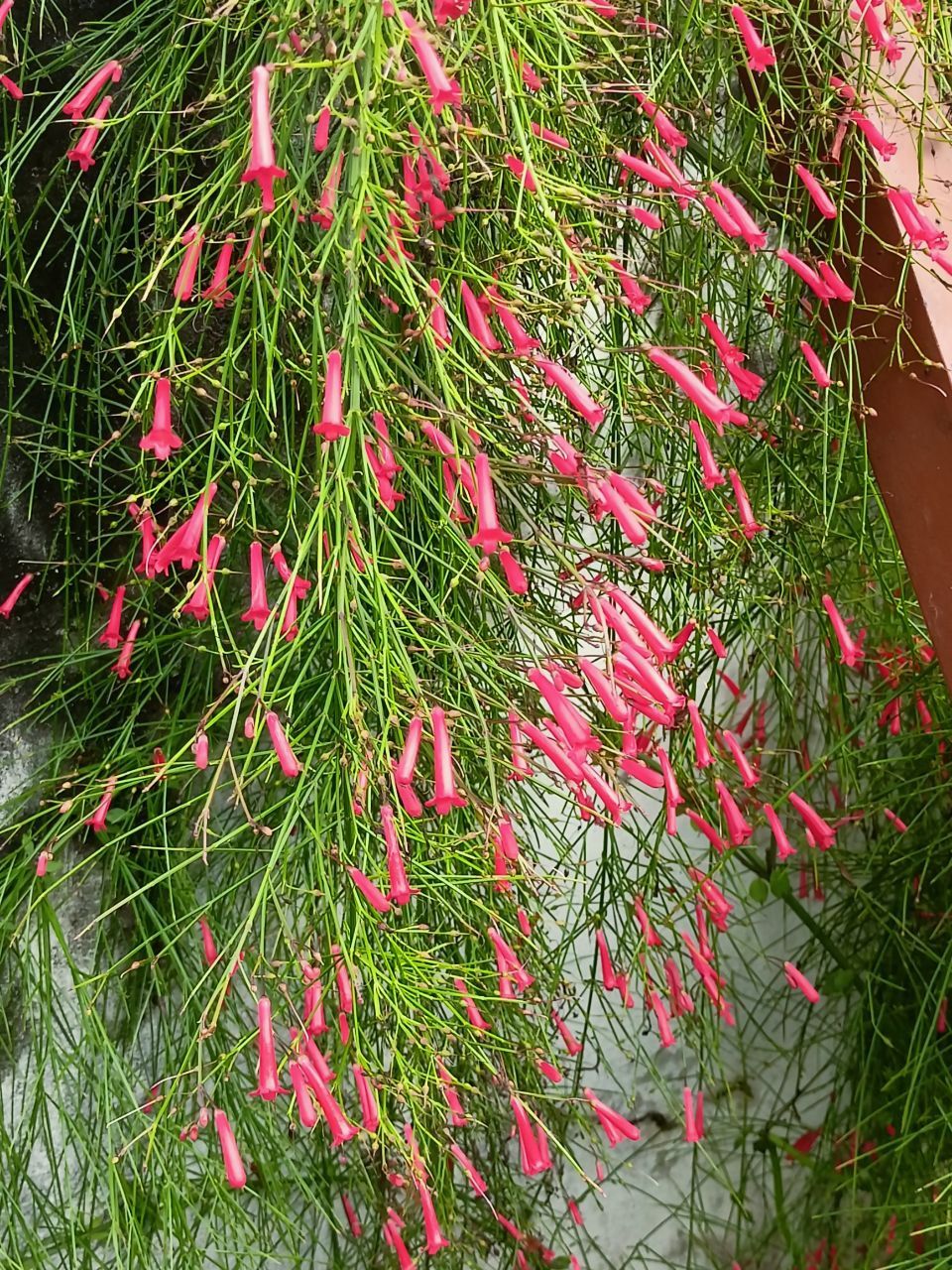 Firecracker Plant (Russelia Equisetiformis)