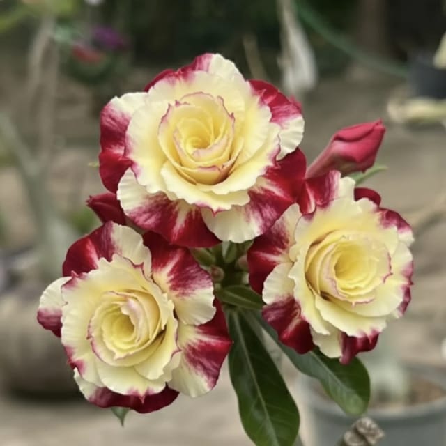 Adenium Rosy Dolma