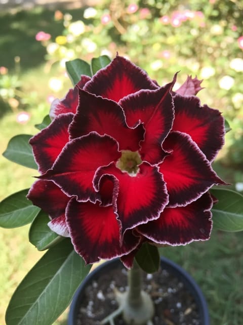 Adenium Rosy Barbie