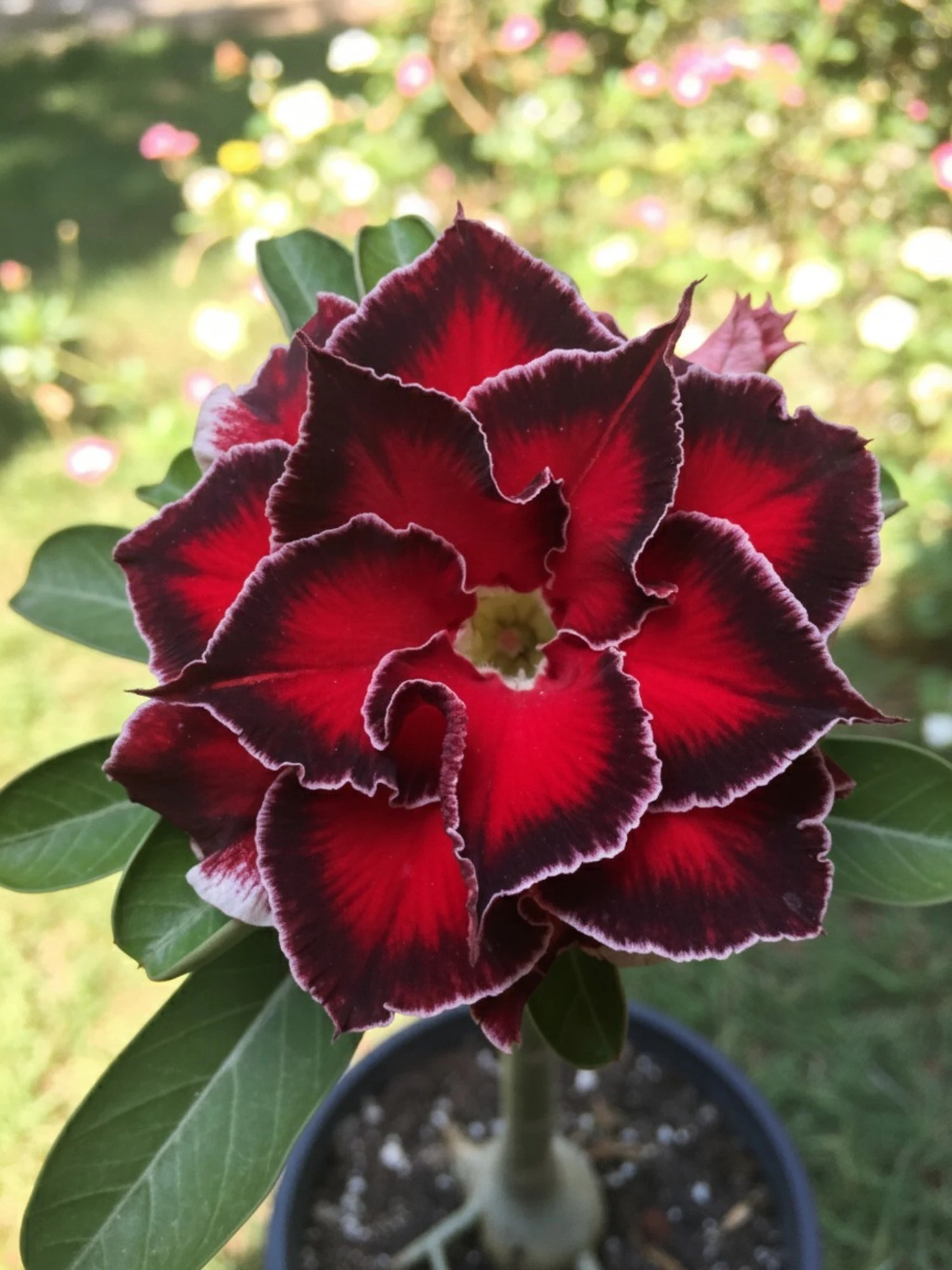 Adenium Rosy Barbie