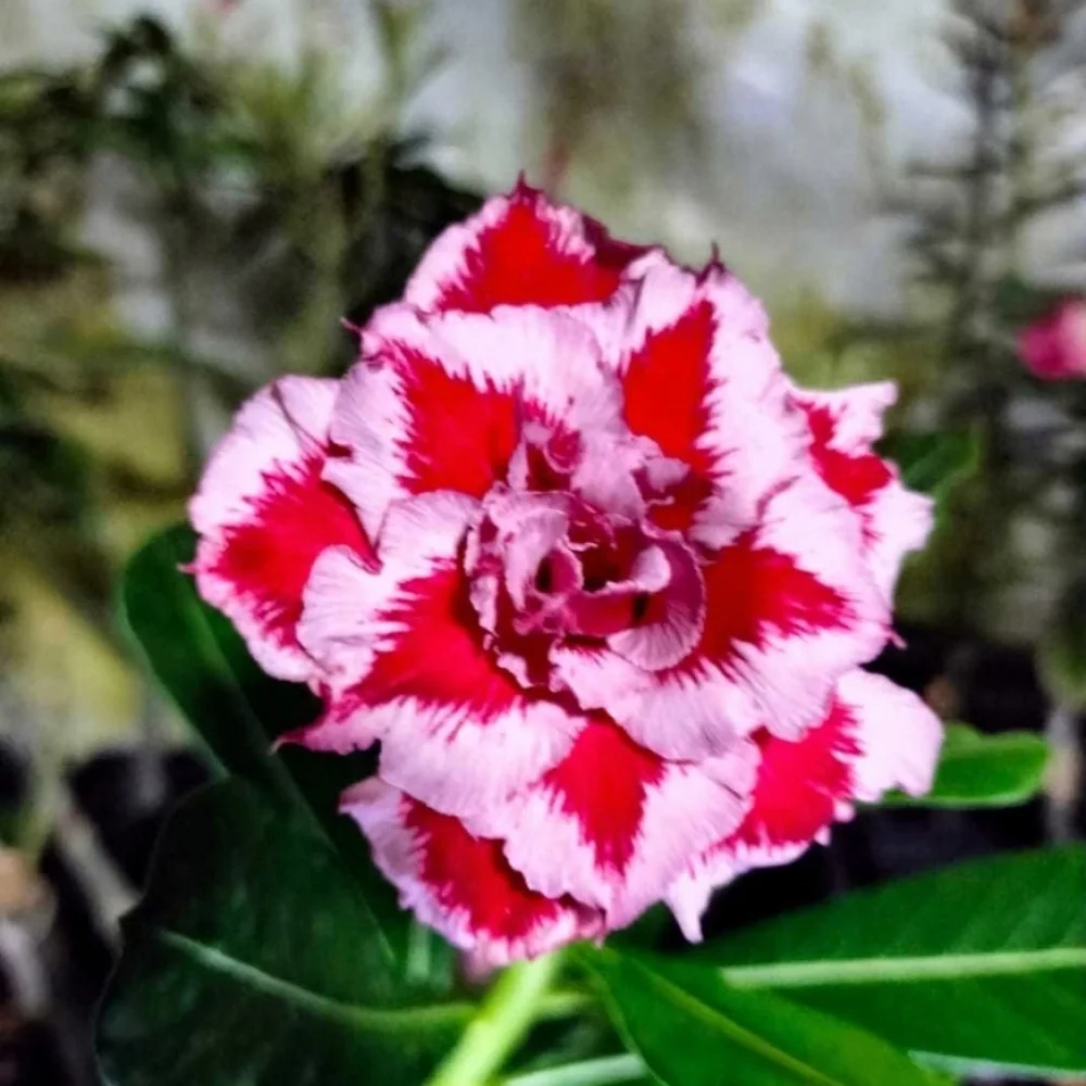 Adenium Rosy Triple Santa Clause