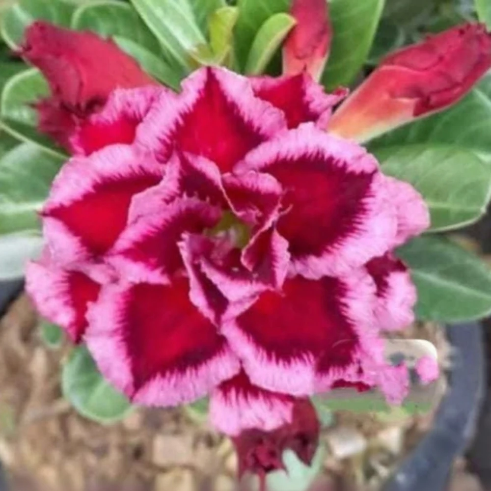Adenium Rosy Razzmatazz