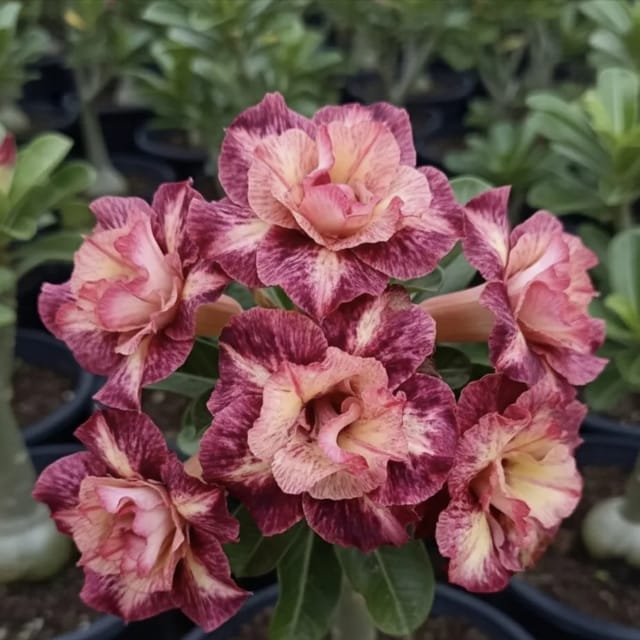 Adenium Rosy Golden Year