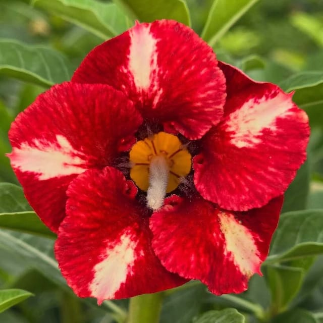 Adenium Sementeria Adenium Sementeria