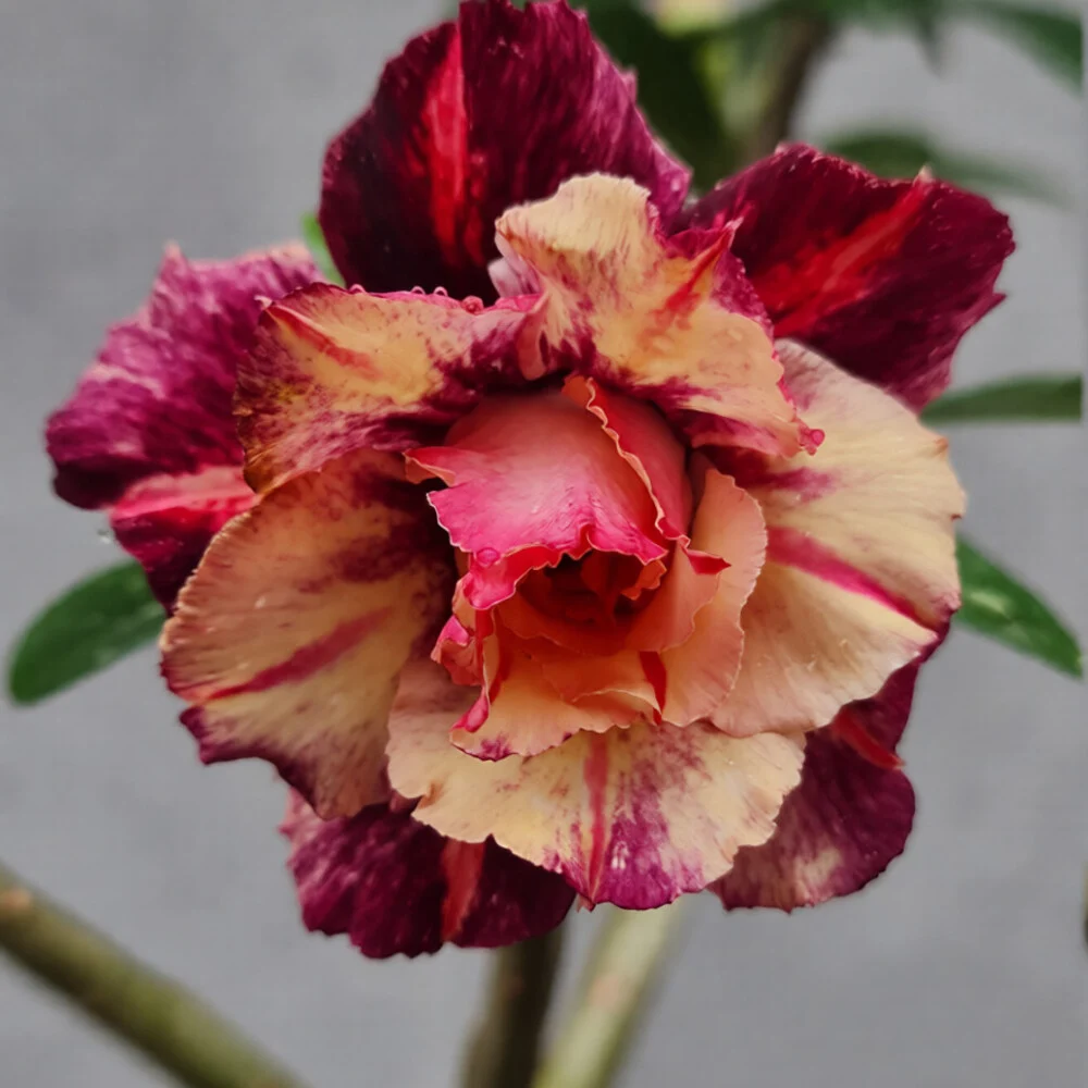 Adenium Rosy Angel Wings