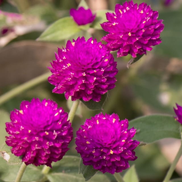 Gomphrena (Globe Amaranth) 50+ seeds