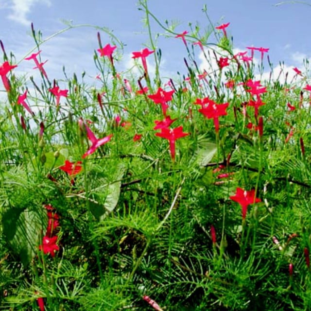 Cypress Vine Red (Ipomoea quamoclit) 20 seeds