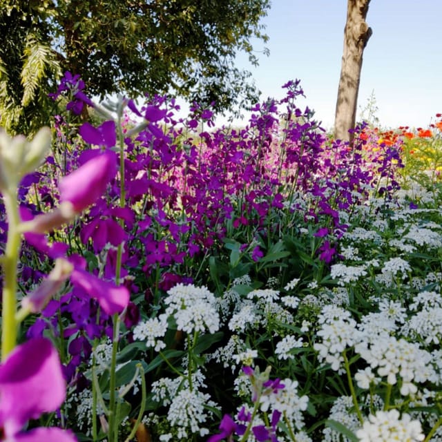 Stock Flower (Matthiola incana) 100+ seeds