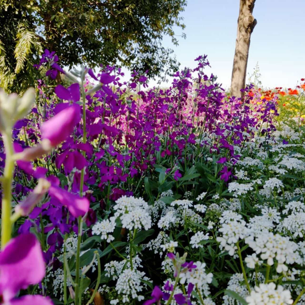 Stock Flower (Matthiola incana) 100+ seeds