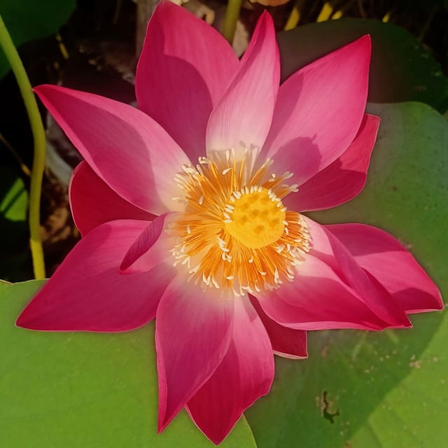Lotus Pink (Sacred Lotus – Pink variety) 10 seeds