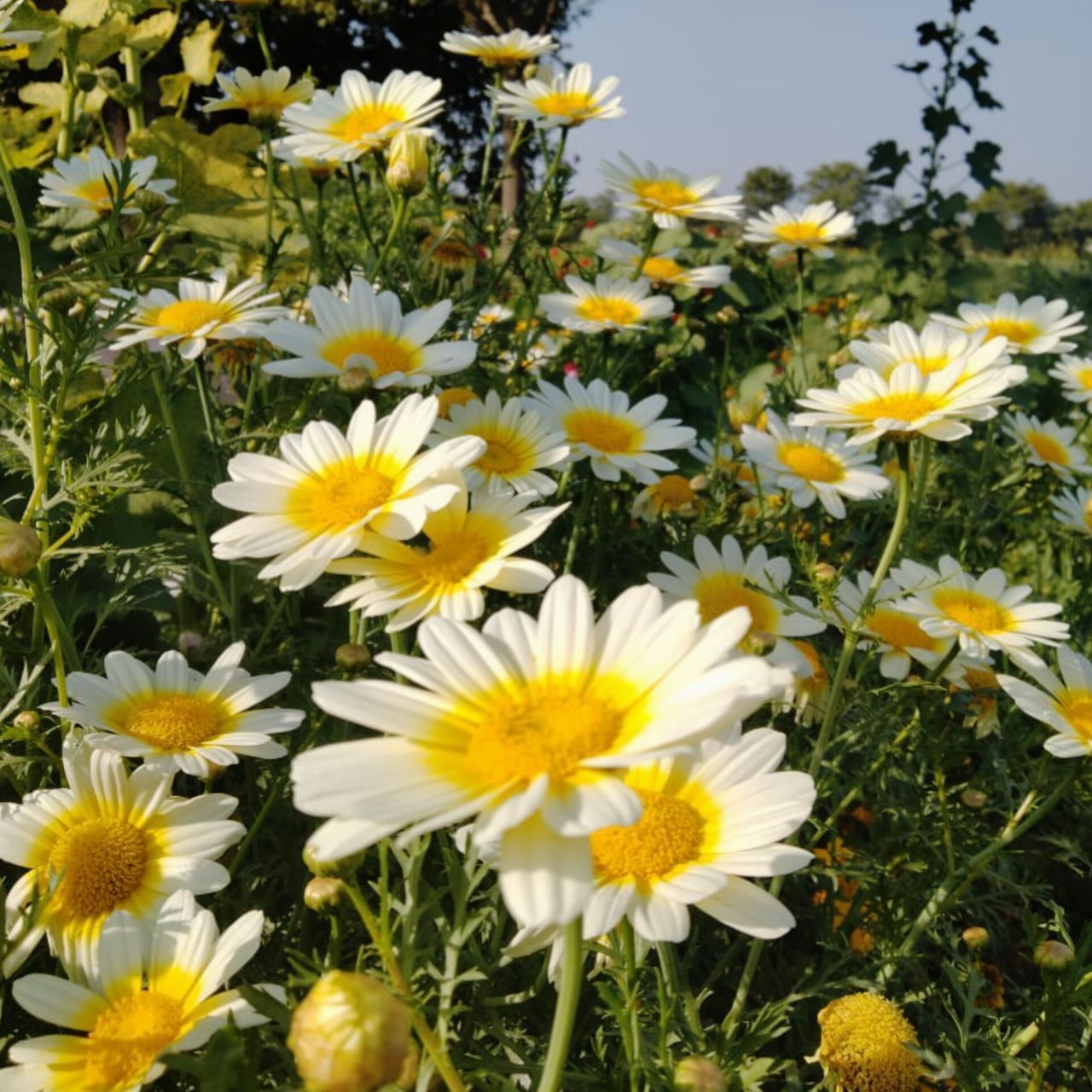 Crown Daisy (Garland Chrysanthemum, Glebionis coronaria) 100+ seeds